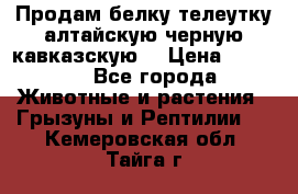 Продам белку телеутку алтайскую,черную кавказскую. › Цена ­ 5 000 - Все города Животные и растения » Грызуны и Рептилии   . Кемеровская обл.,Тайга г.